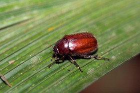 Images_Belize_2011_290