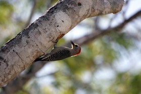 Images_Belize_2011_056