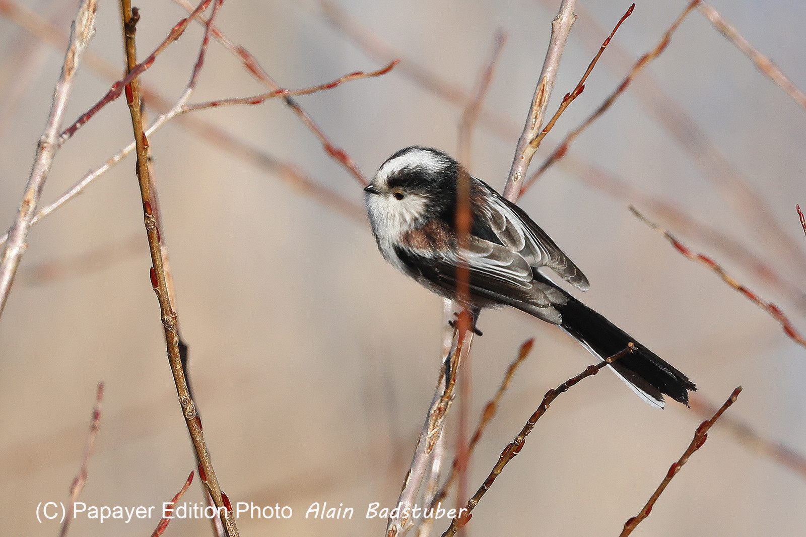 Faune et Flore de Suisse, 2022, Vaumarcus, Mésange à longue queue