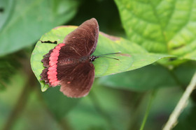 Deuxième séjour à Sarteneja, Bélize, Novembre - Décembre 2021