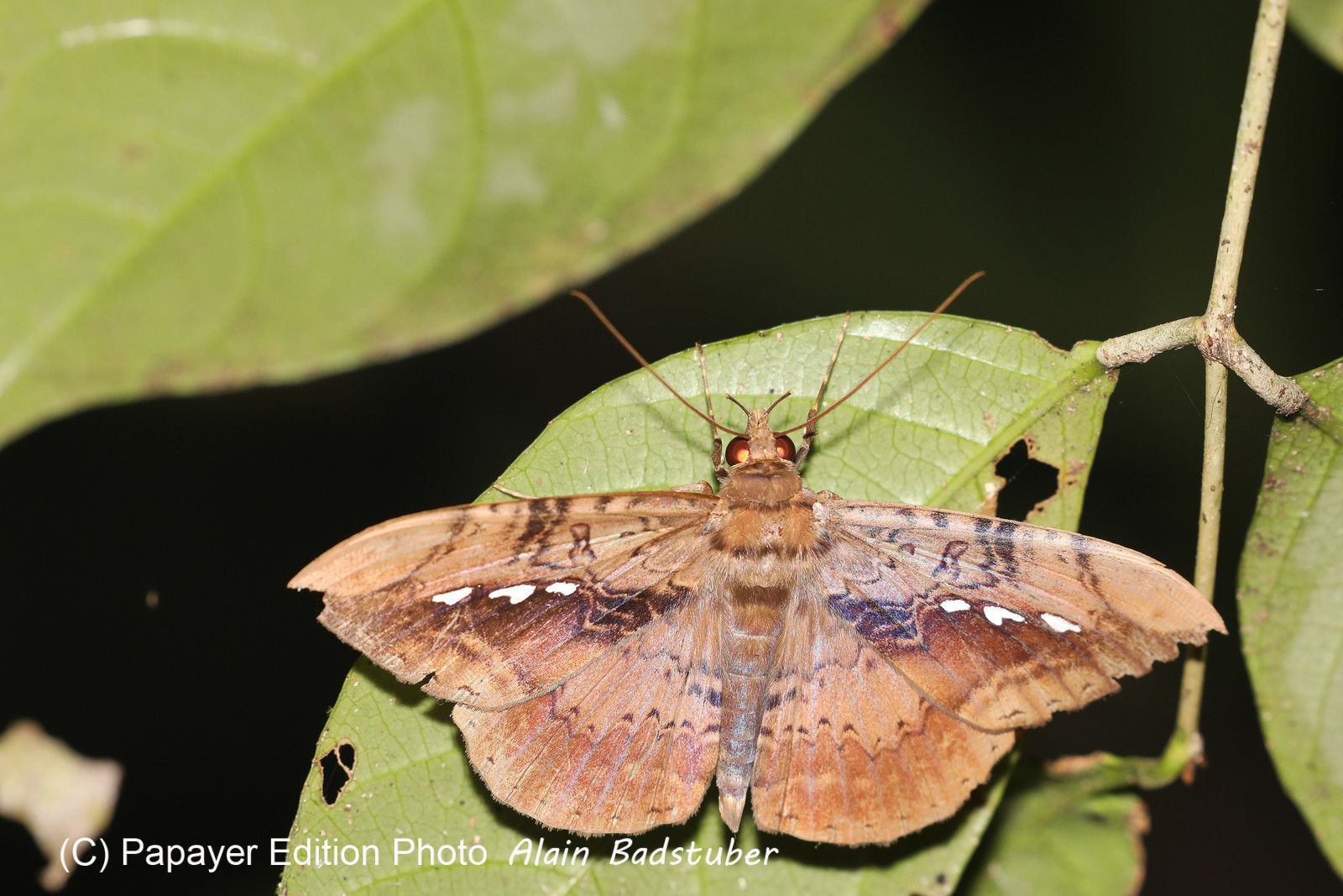 Quatre jours de terrain à Punta Gorda