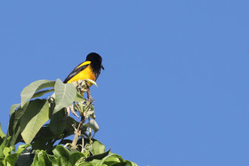 Deuxième séjour à Sarteneja, Bélize, Novembre - Décembre 2021