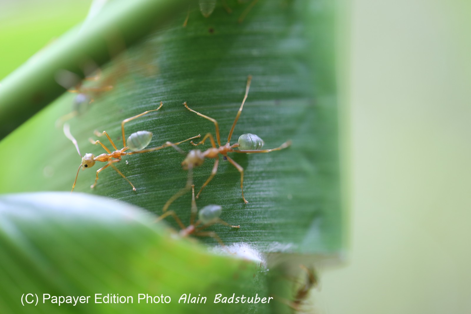 Fourmis à Cape Tribulation