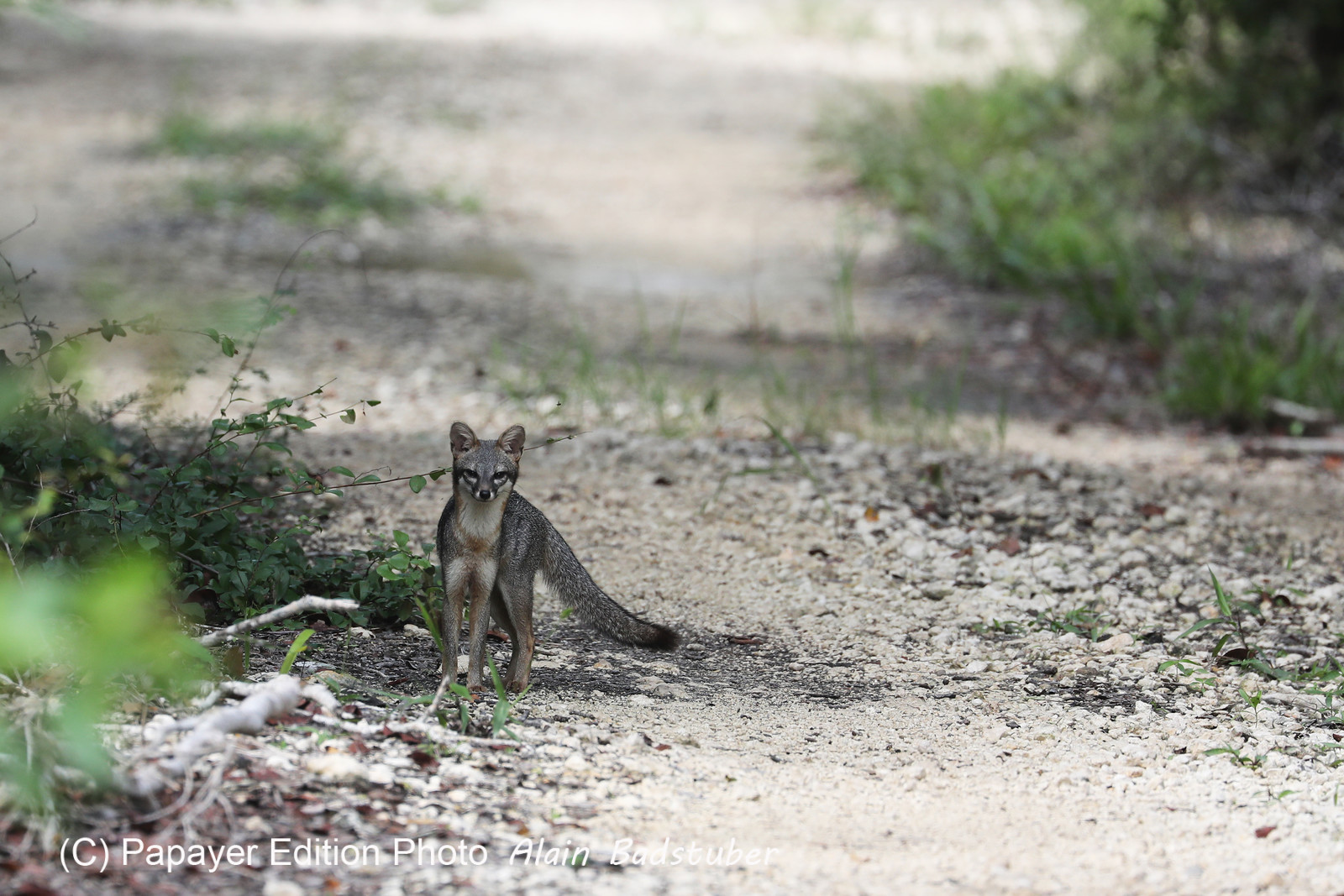 Deuxième séjour à Sarteneja, Bélize, Novembre - Décembre 2021