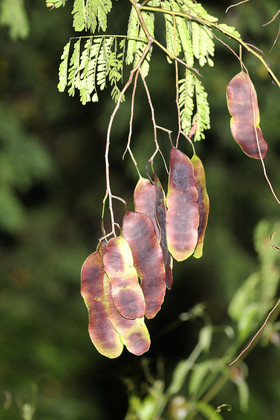Végétaux et Champignons