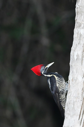 Deuxième séjour à Sarteneja, Bélize, Novembre - Décembre 2021
