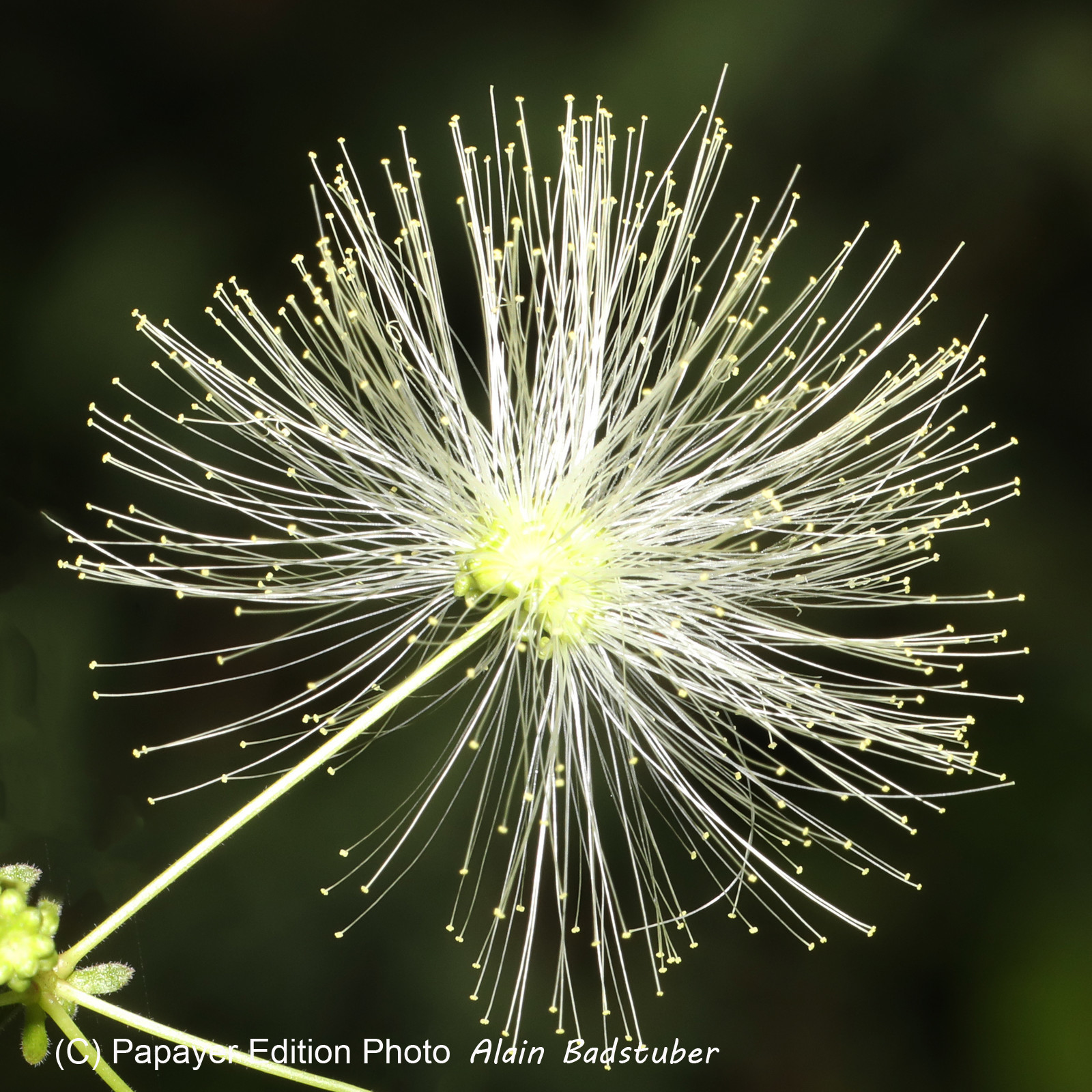 Deuxième séjour à Sarteneja, Bélize, Novembre - Décembre 2021