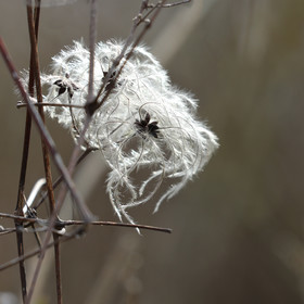 Faune et Flore de Suisse, 2022