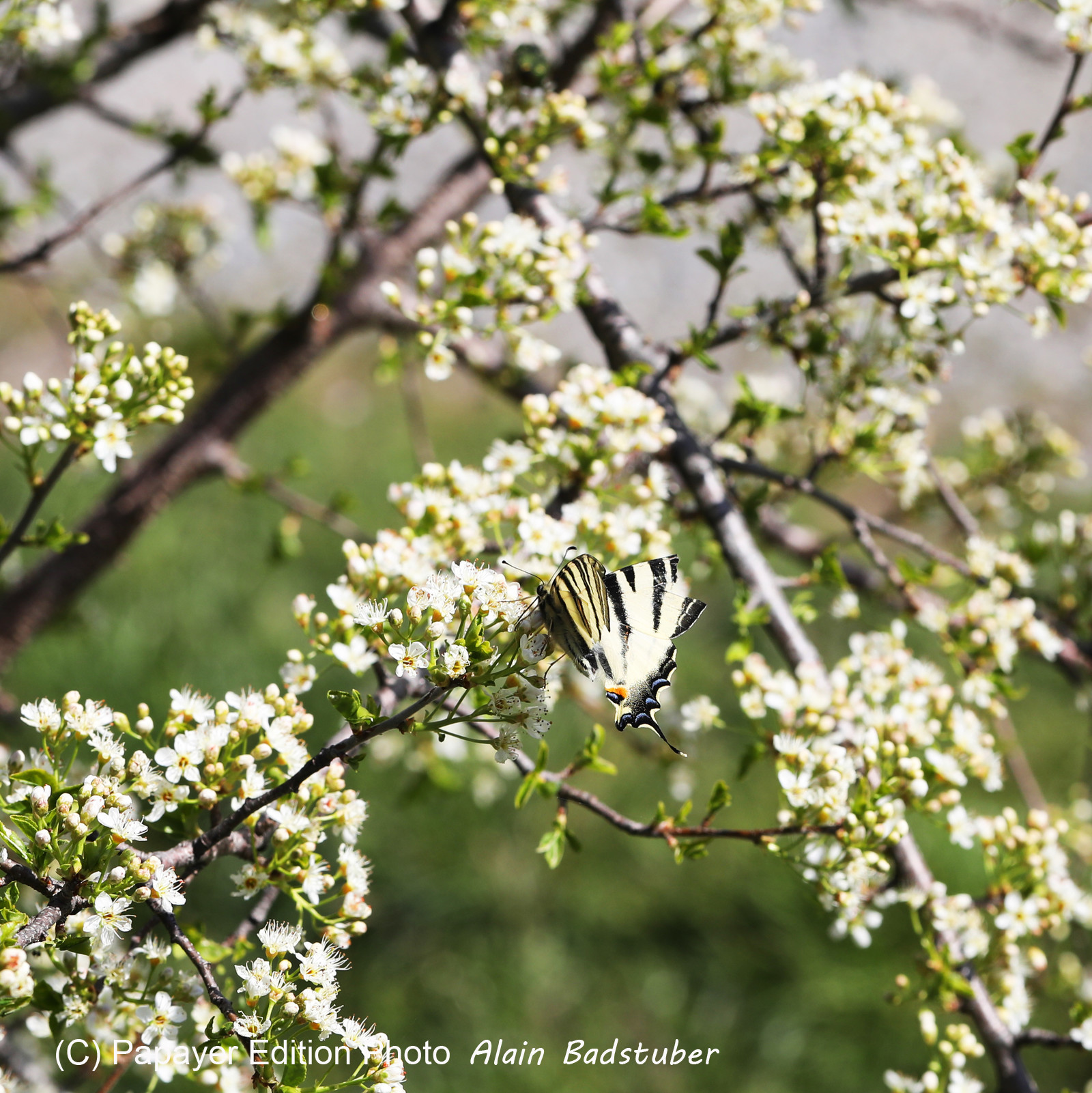 Papillon Flambé (Iphiclides podalirius)