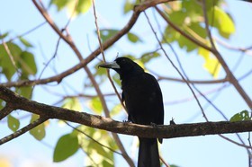 Oiseaux à Cape Tribulation