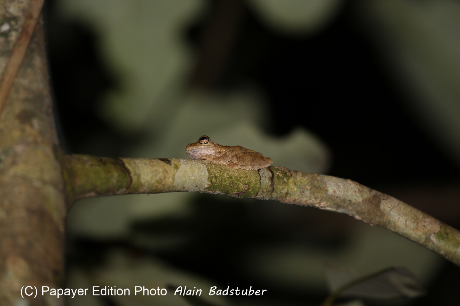 Grenouille à Cape Tribulation