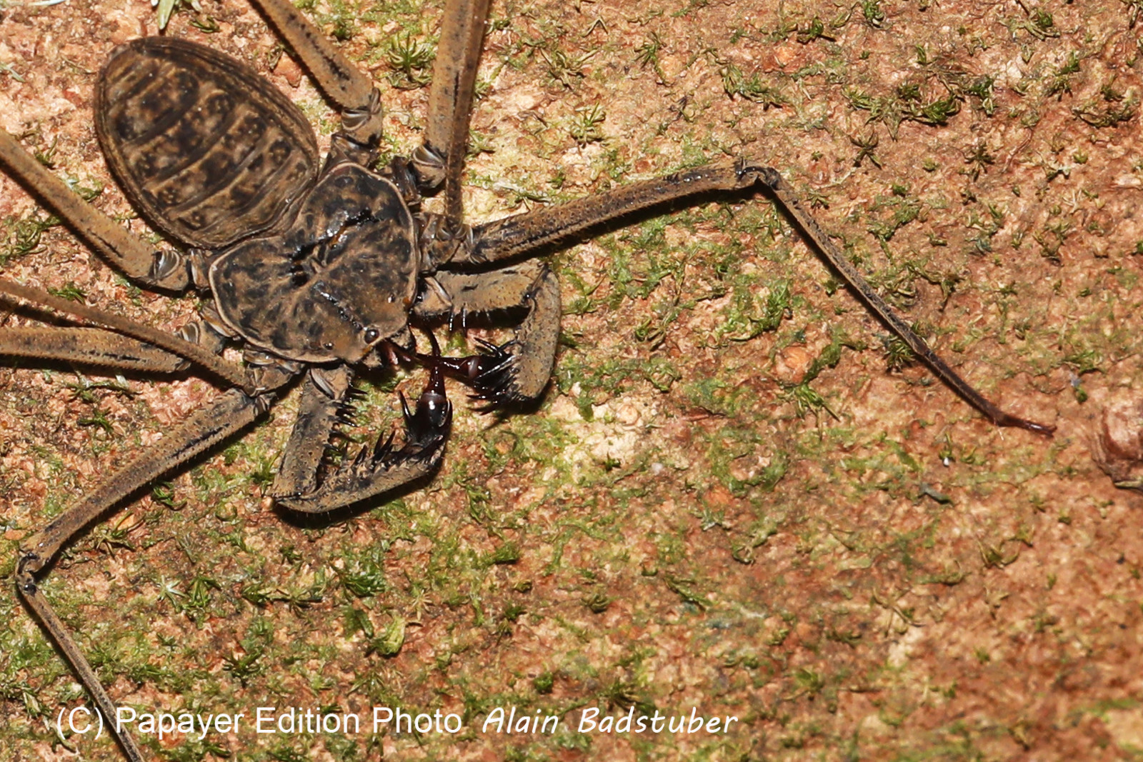 Quatre jours de terrain à Punta Gorda