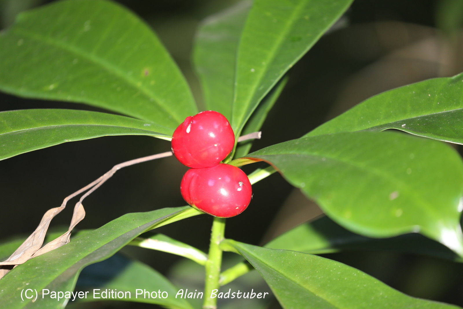 Quatre jours de terrain à Punta Gorda