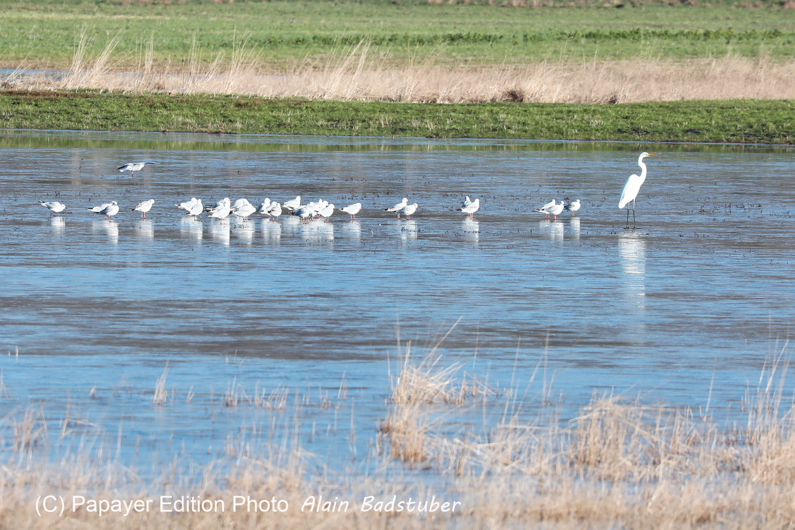Faune et Flore de Suisse, 2022