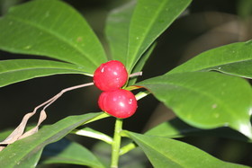 Quatre jours de terrain à Punta Gorda
