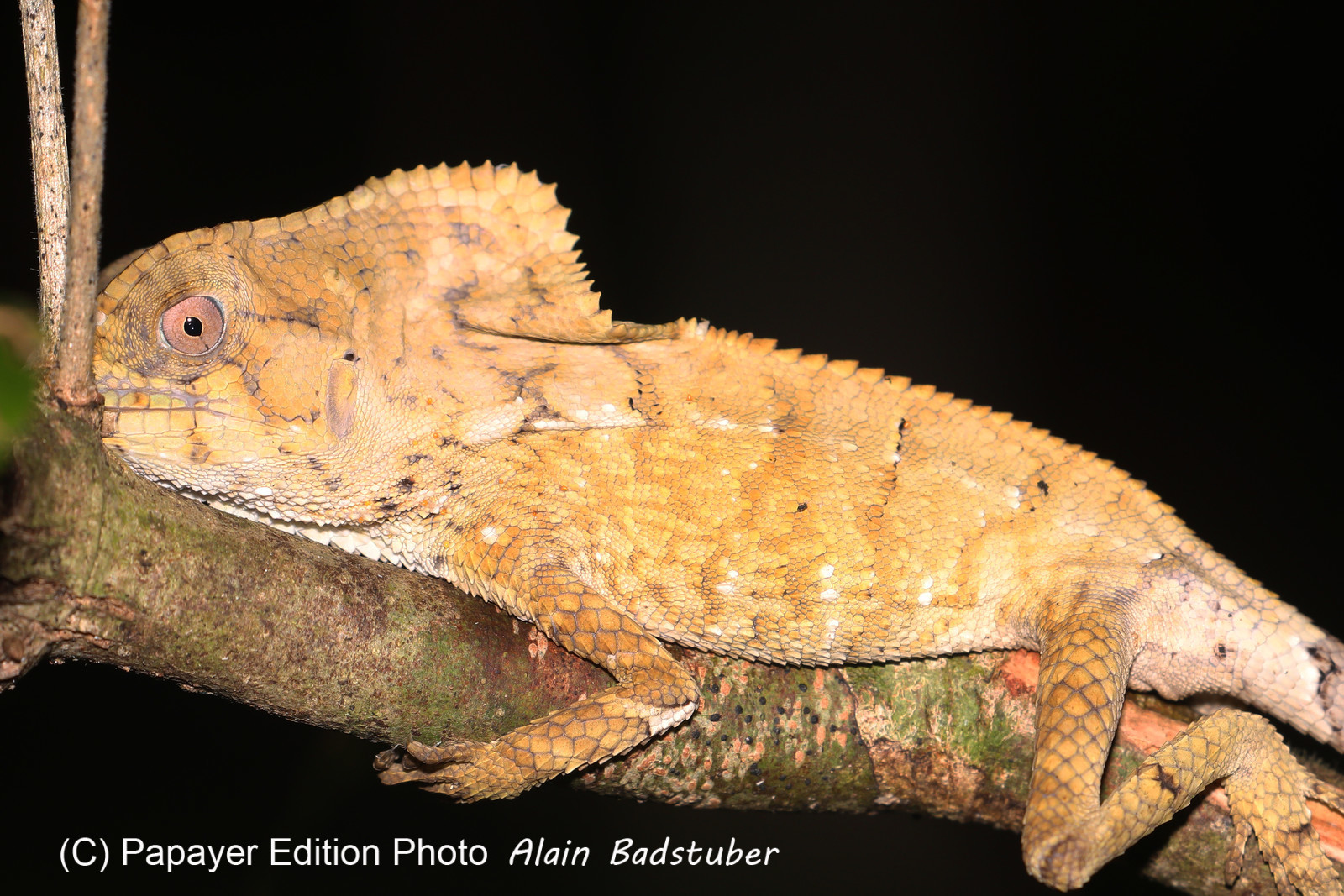 Quatre jours de terrain à Punta Gorda