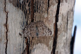 Images_Belize_2011_043