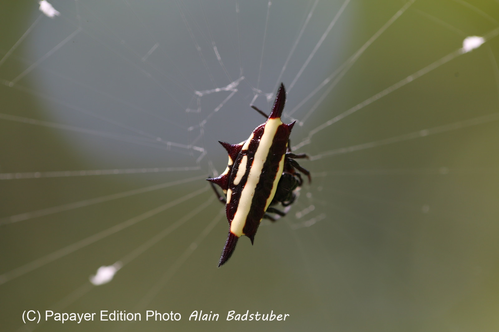 L'Australie à Cow Bay et Cape Tribulation en 2017