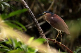 Oiseaux à Cape Tribulation