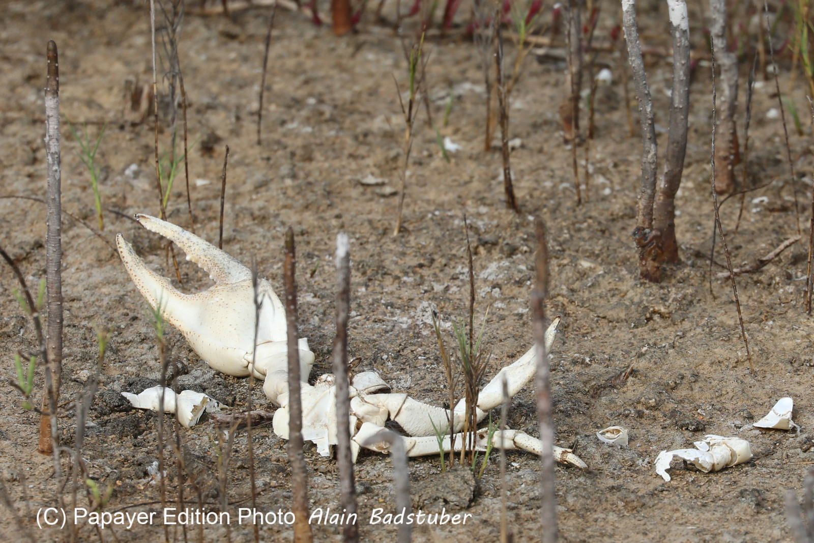 Deuxième séjour à Sarteneja, Bélize, Novembre - Décembre 2021