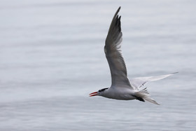 Hopkins, Octobre-Novembre 2021