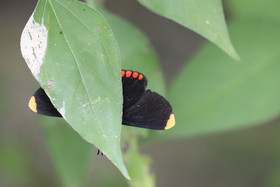 Deuxième séjour à Sarteneja, Bélize, Novembre - Décembre 2021
