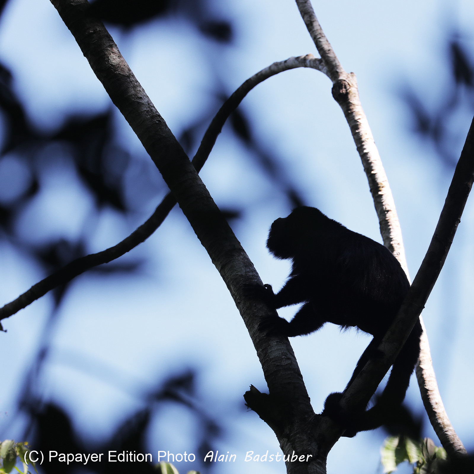 Singes hurleurs à Punta Gorda, Bélize