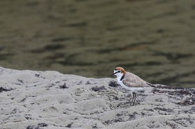 Oiseaux à Cape Tribulation