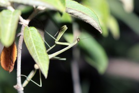 Images_Belize_2011_321