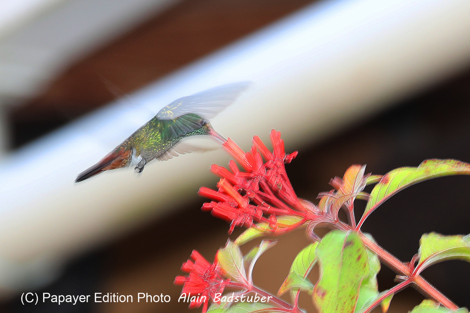 Premier séjour à Crooked Tree , au Bélize en octobre 2021