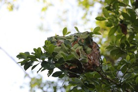 Fourmis à Cape Tribulation