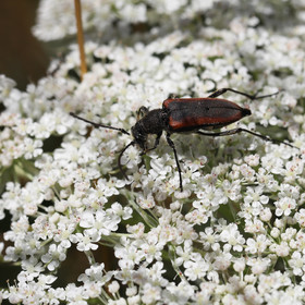 cerambycidae_3.jpg