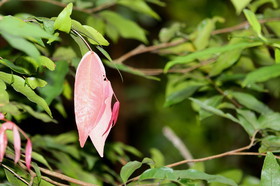 L'Australie à Cow Bay et Cape Tribulation en 2017