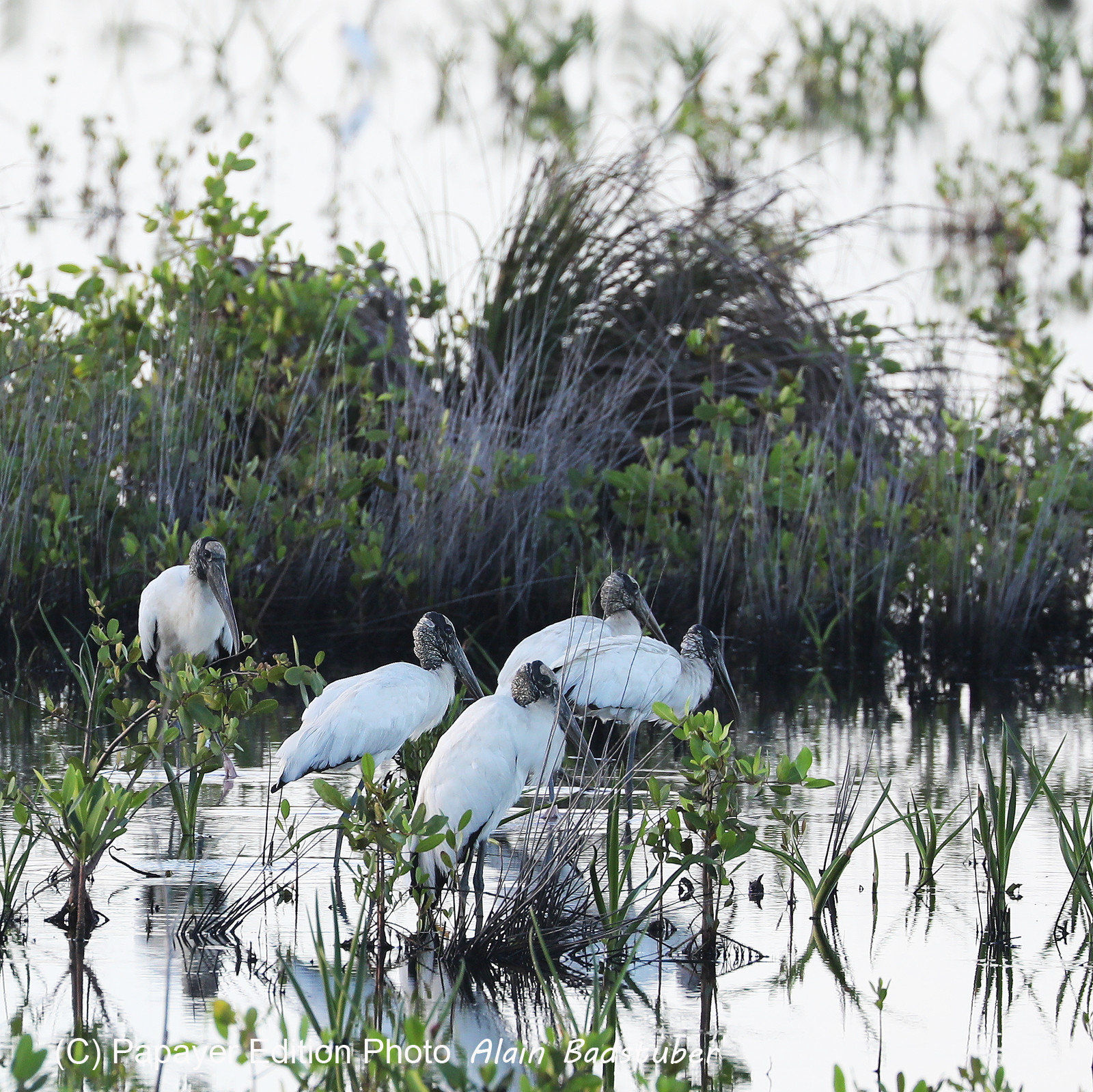 Hopkins, Octobre-Novembre 2021