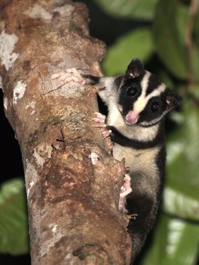 Mammifères à Cape Tribulation