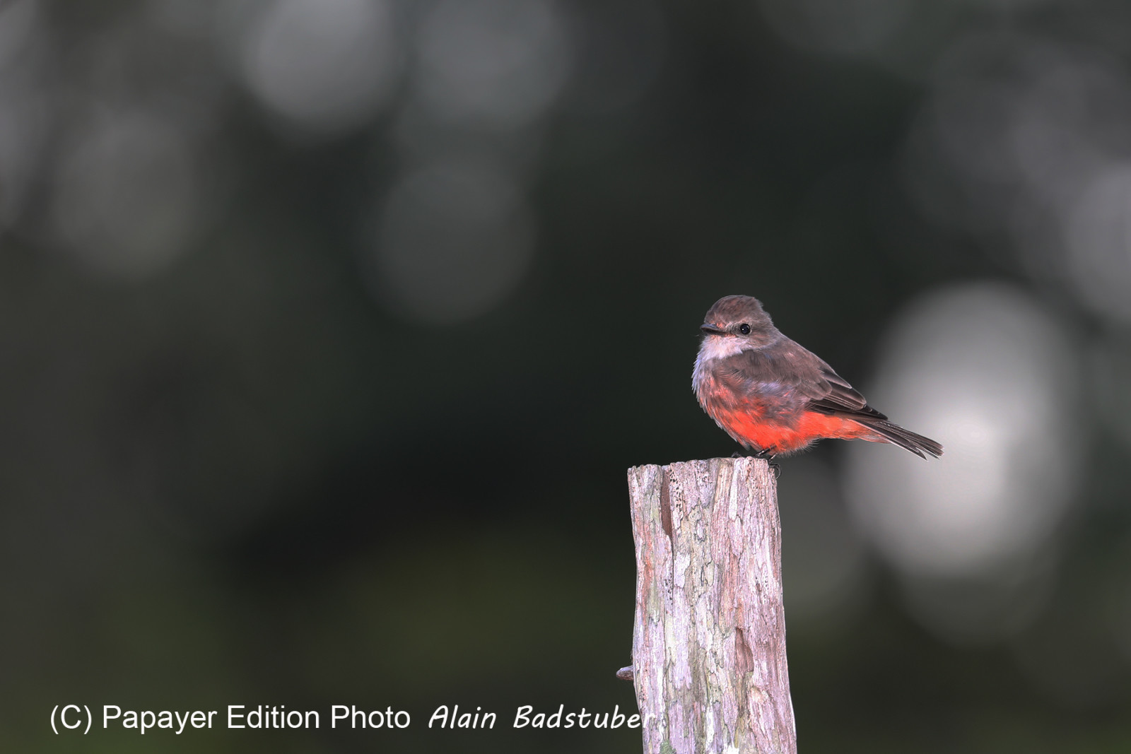 Premier séjour à Crooked Tree , au Bélize en octobre 2021