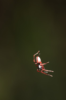 Quatre jours de terrain à Punta Gorda