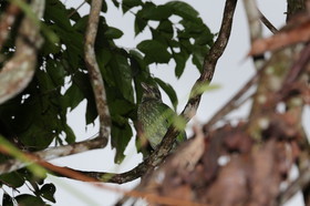 L'Australie à Cow Bay et Cape Tribulation en 2017