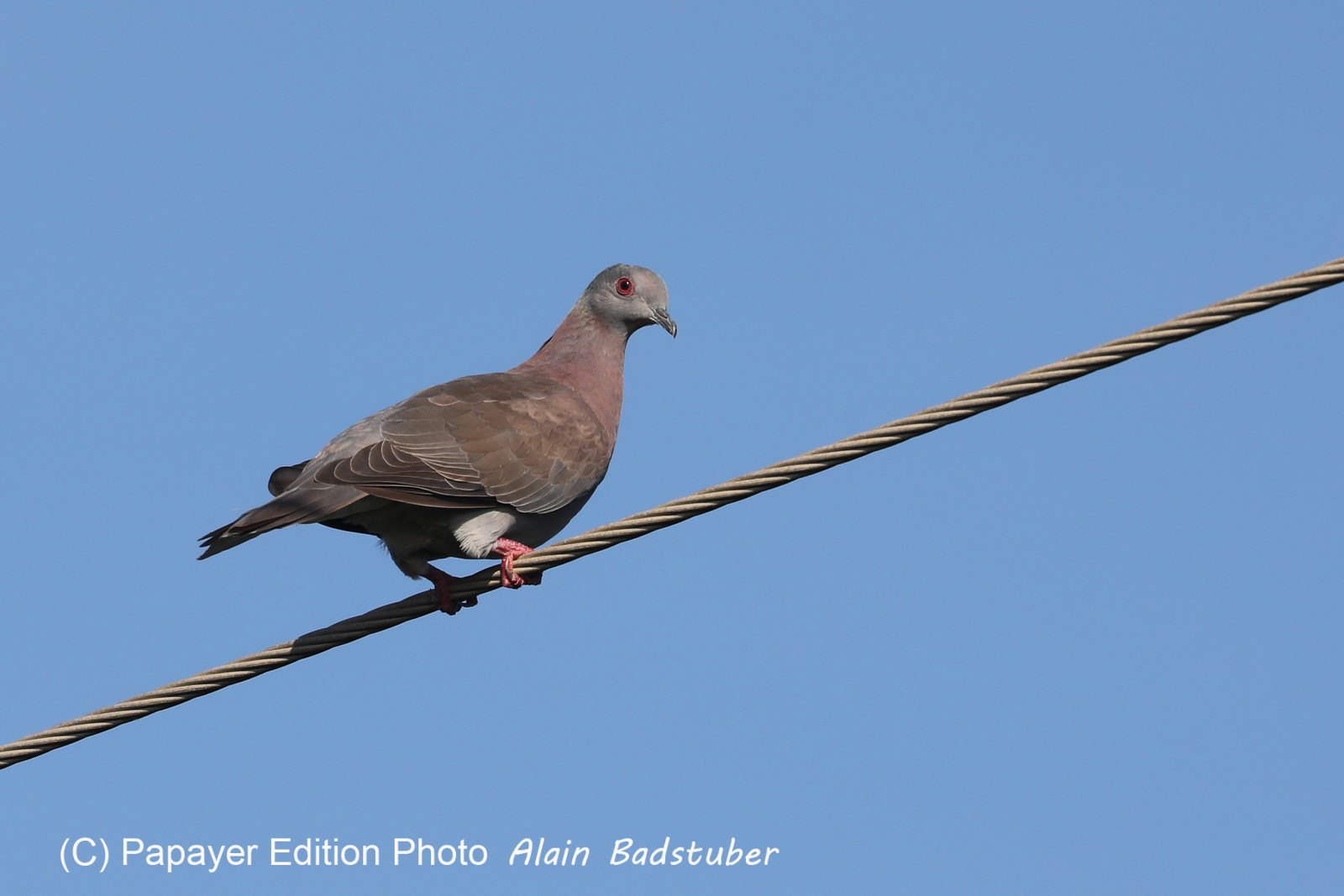 Hopkins, Octobre-Novembre 2021