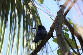 Oiseaux à Cape Tribulation