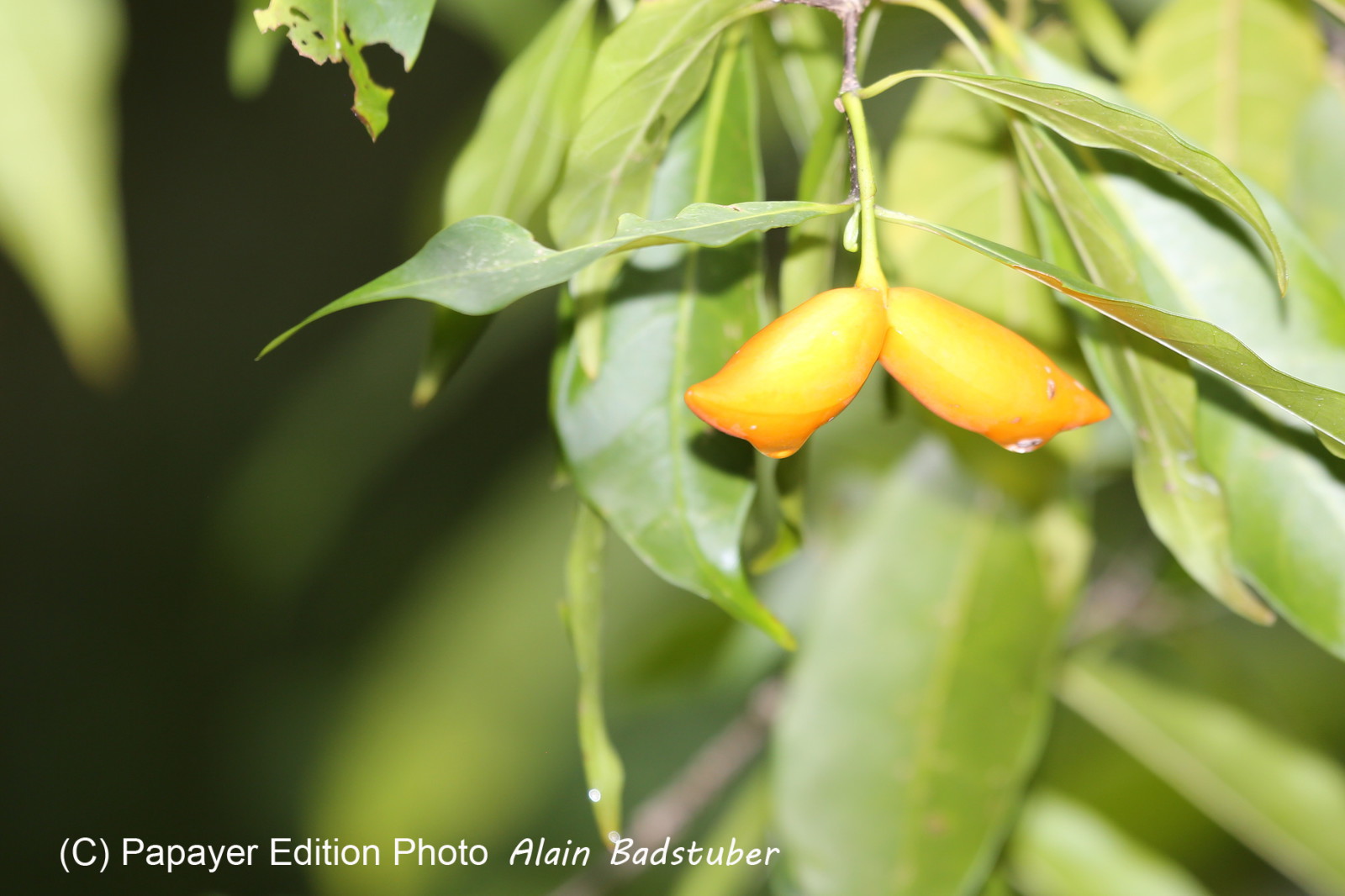 L'Australie à Cow Bay et Cape Tribulation en 2017
