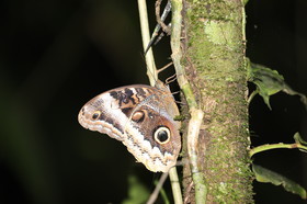 Hickatee Cottages, 4 jours de photo
