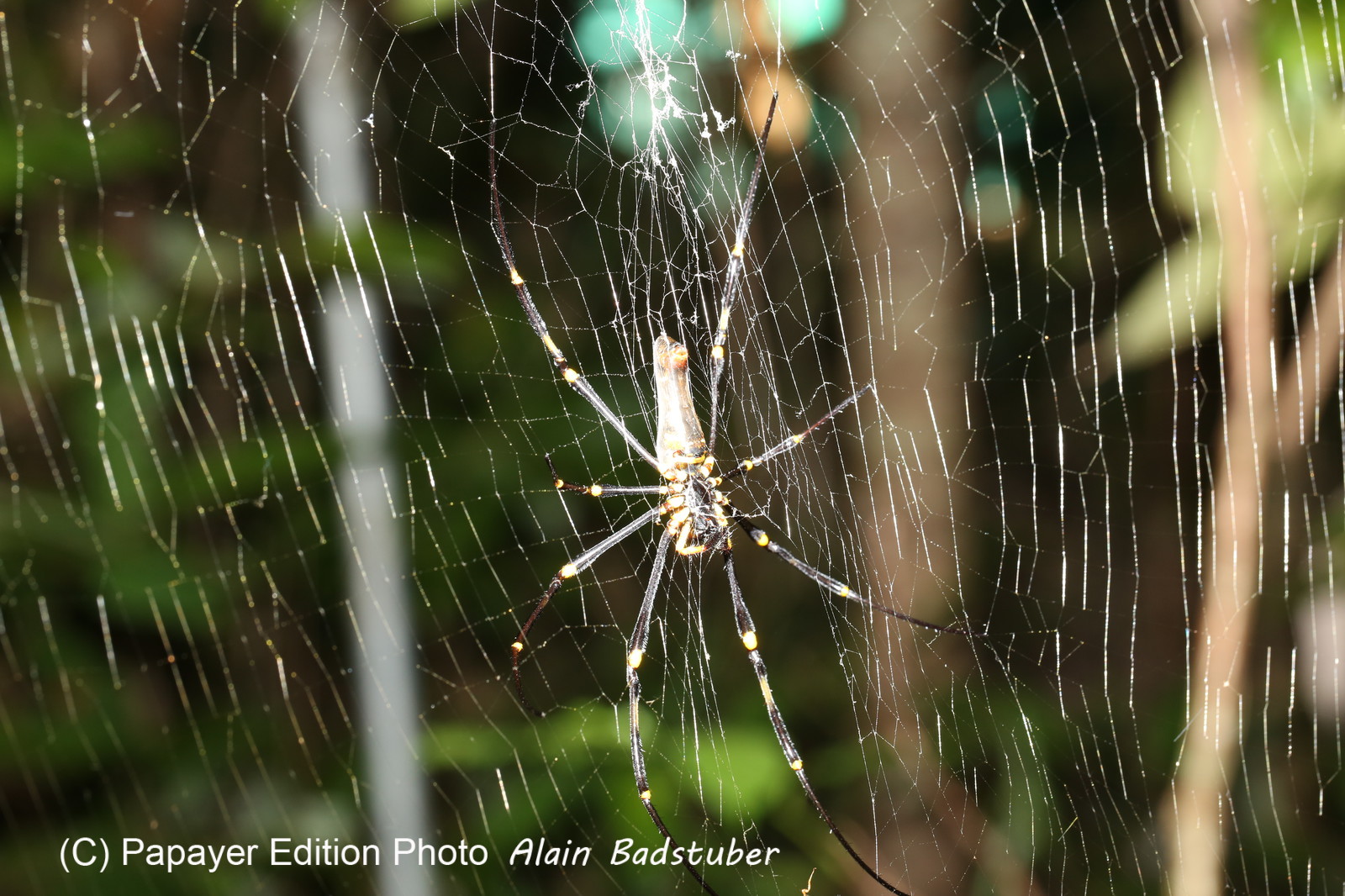 L'Australie à Cow Bay et Cape Tribulation en 2017