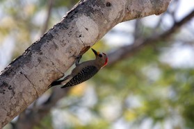 Images_Belize_2011_057