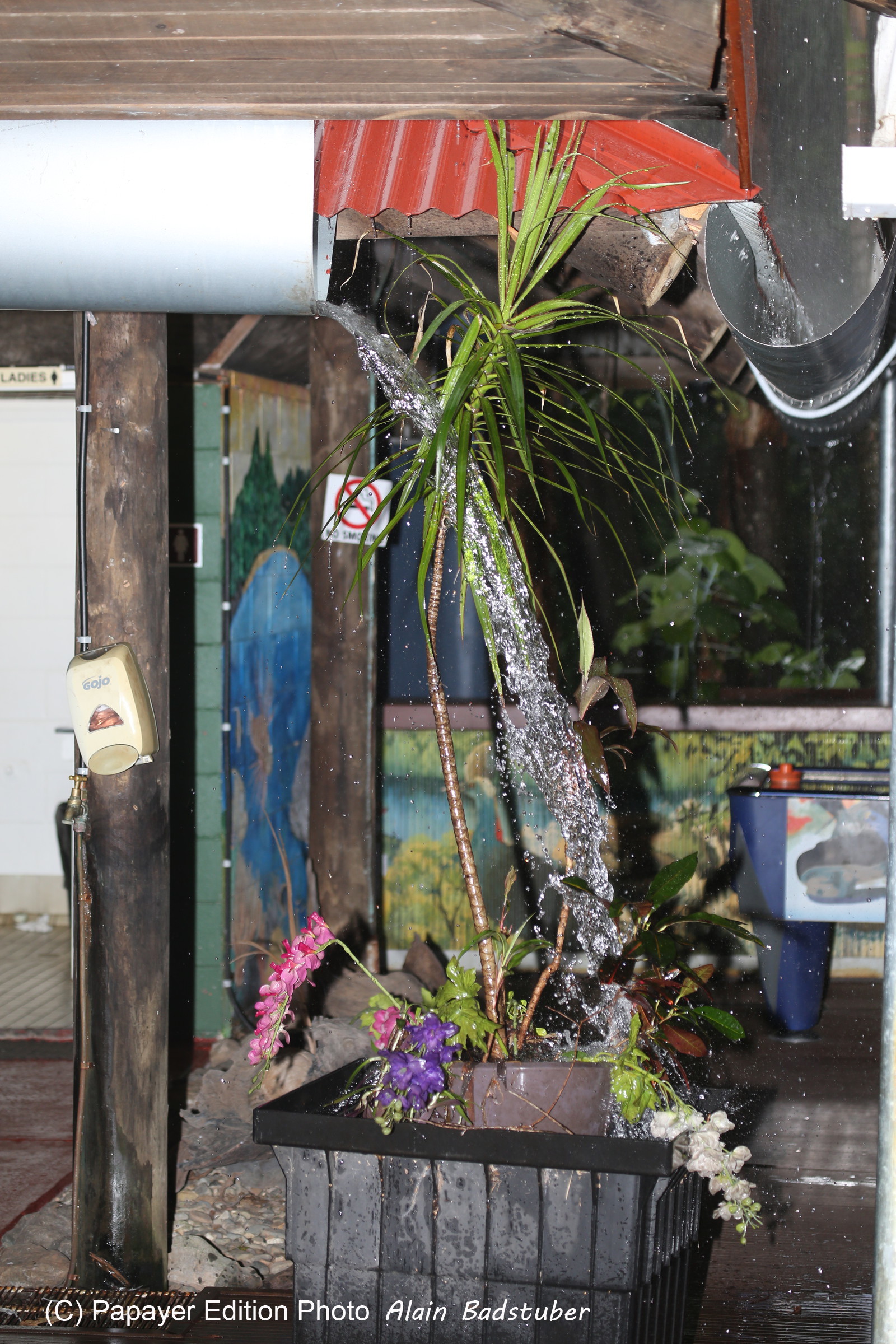 L'Australie à Cow Bay et Cape Tribulation en 2017