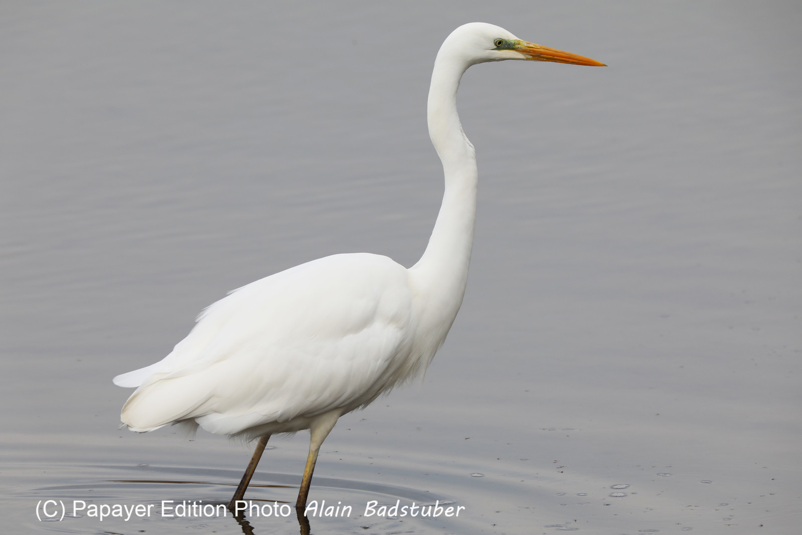 Faune et Flore de Suisse, 2022, Champs-Pittet, Grande Aigrette