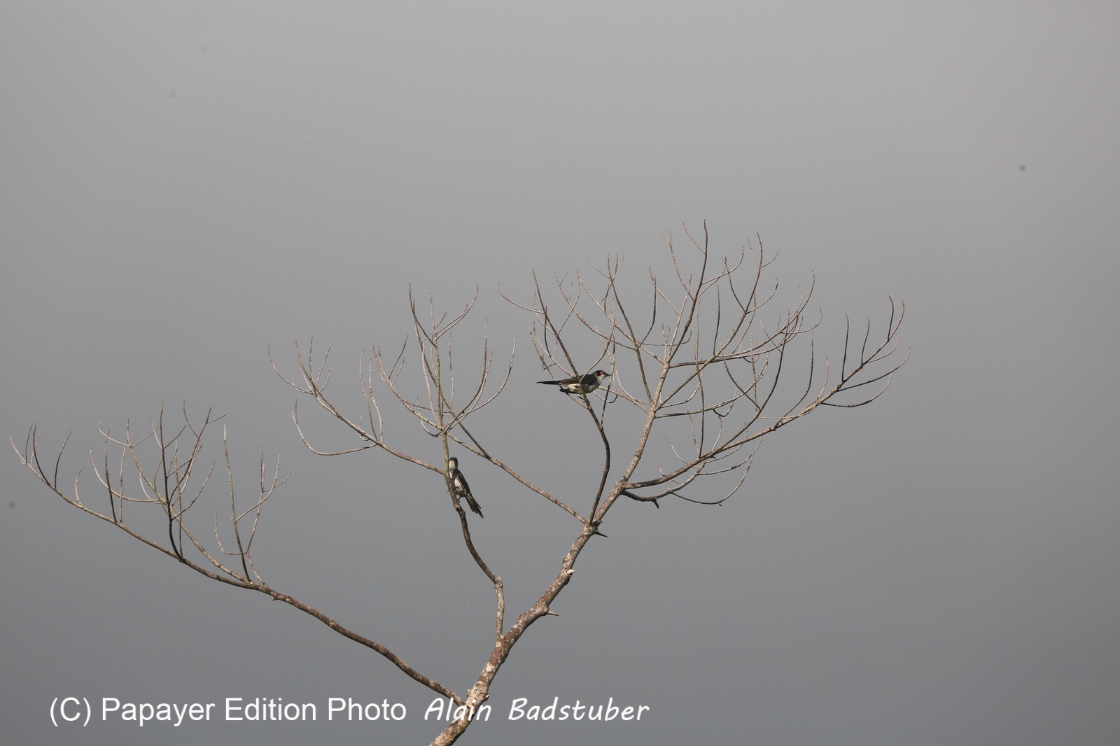 L'Australie à Cow Bay et Cape Tribulation en 2017