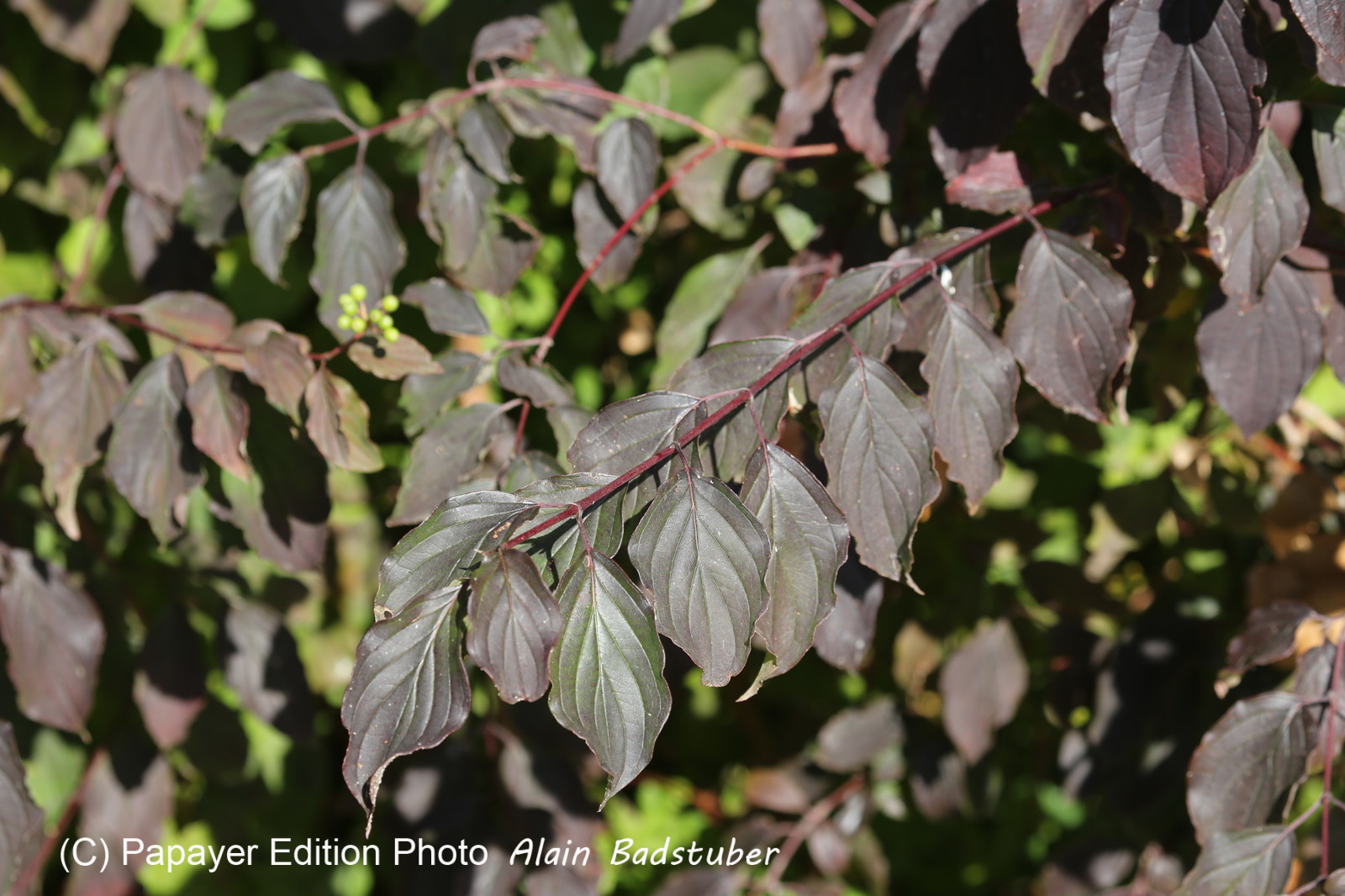 Ile aux oiseaux à Vaumarcus