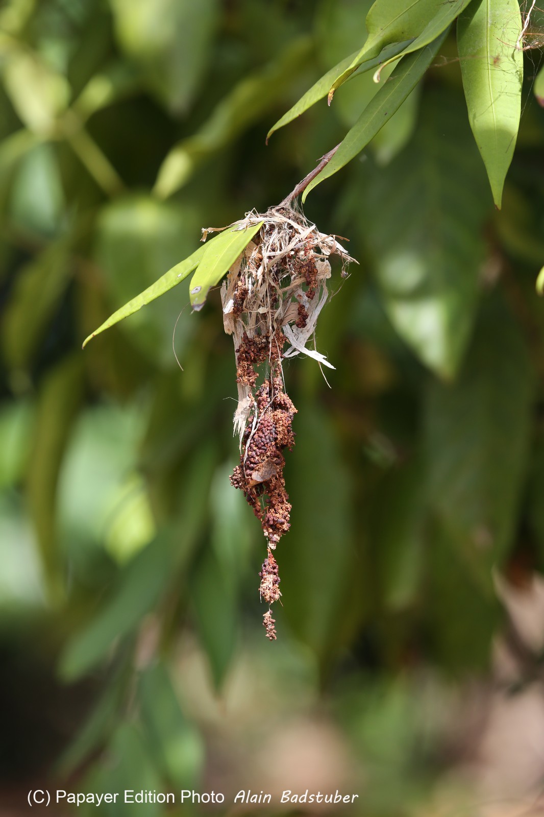 Oiseaux à Cape Tribulation