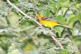 Deuxième séjour à Sarteneja, Bélize, Novembre - Décembre 2021